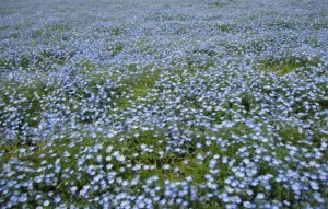 Hoa Nemophila
